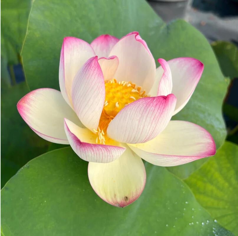 Colorful Cloud Lotus seeds