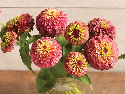 Queen Red Lime Zinnia seeds