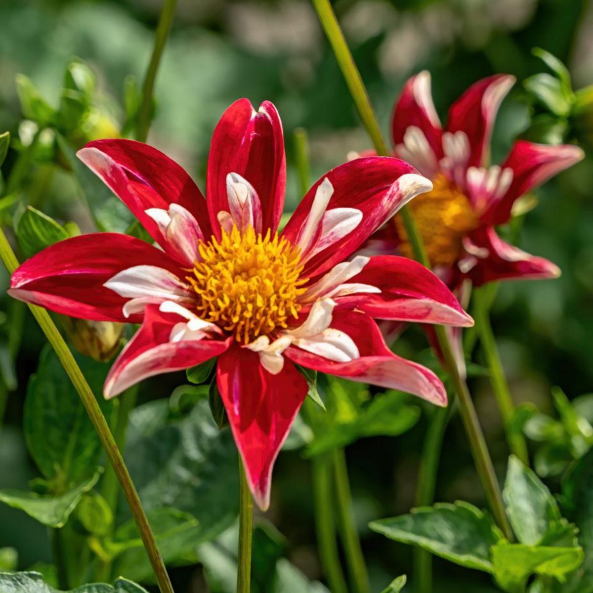 Christmas Star Dahlia seeds
