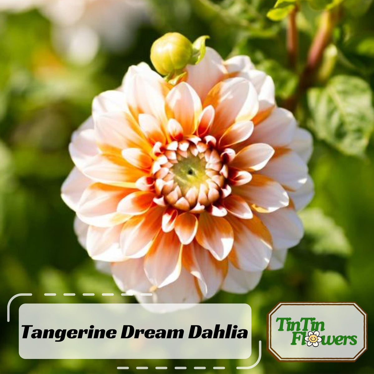 Tangerine Dream Dahlia seeds