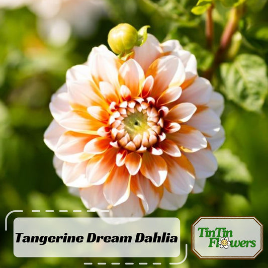 Tangerine Dream Dahlia seeds