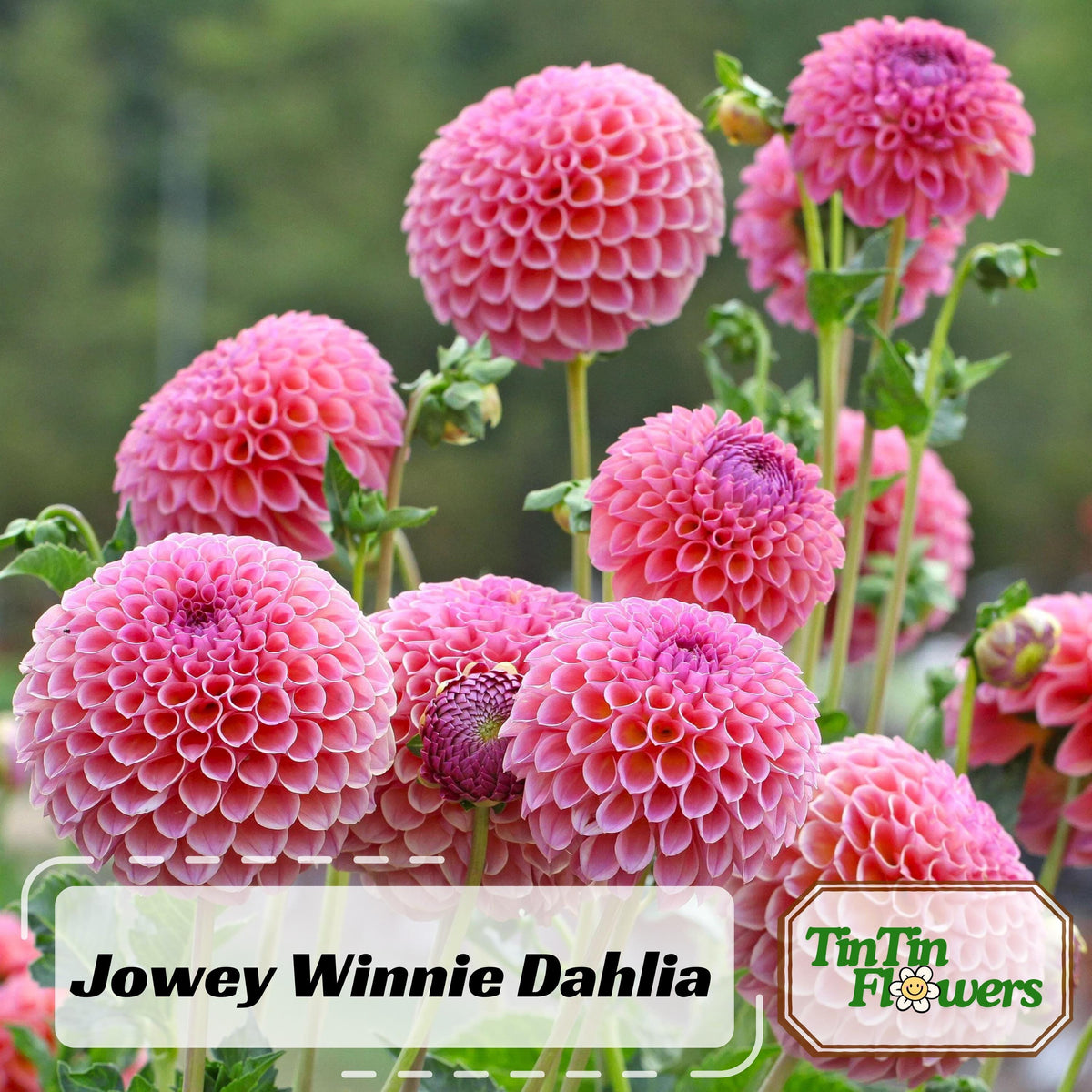 Jowey Winnie Dahlia seeds
