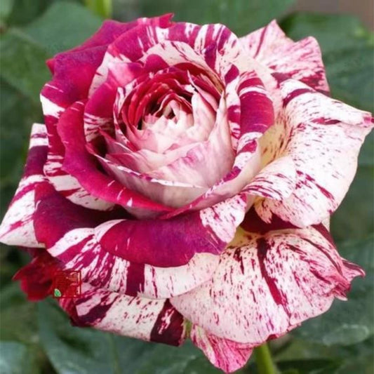 Multi-color Mix Rose seeds