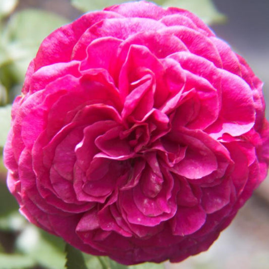 Celestial Night Floribunda Rose seeds