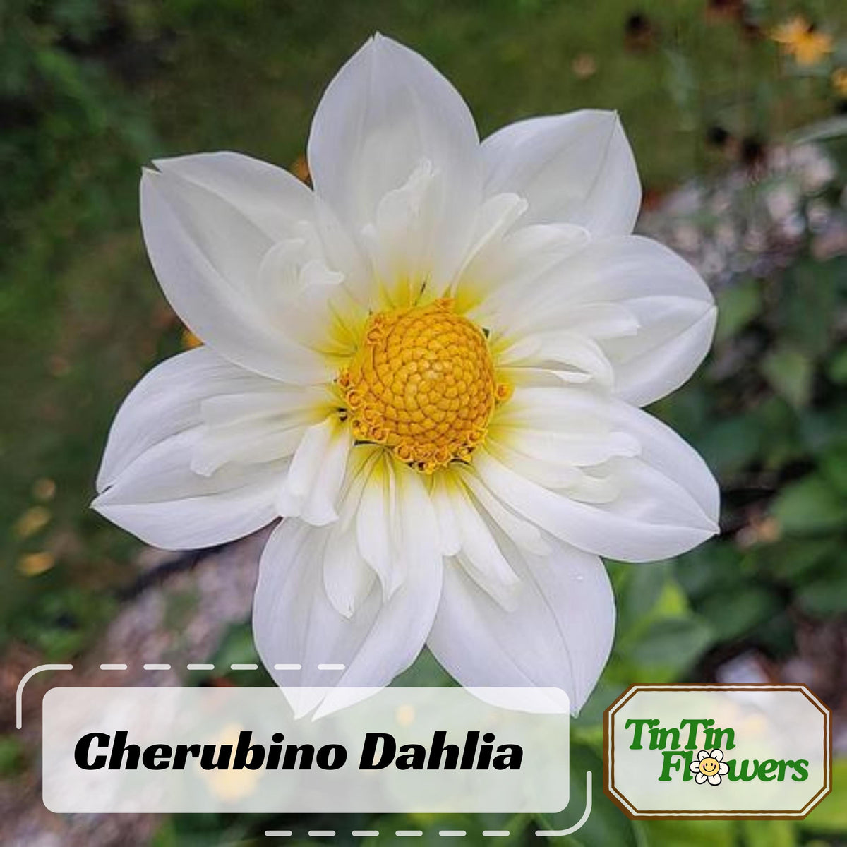 White Cherubino Dahlia seeds