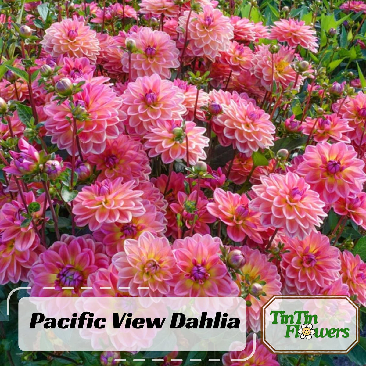 Pacific View Dahlia seeds