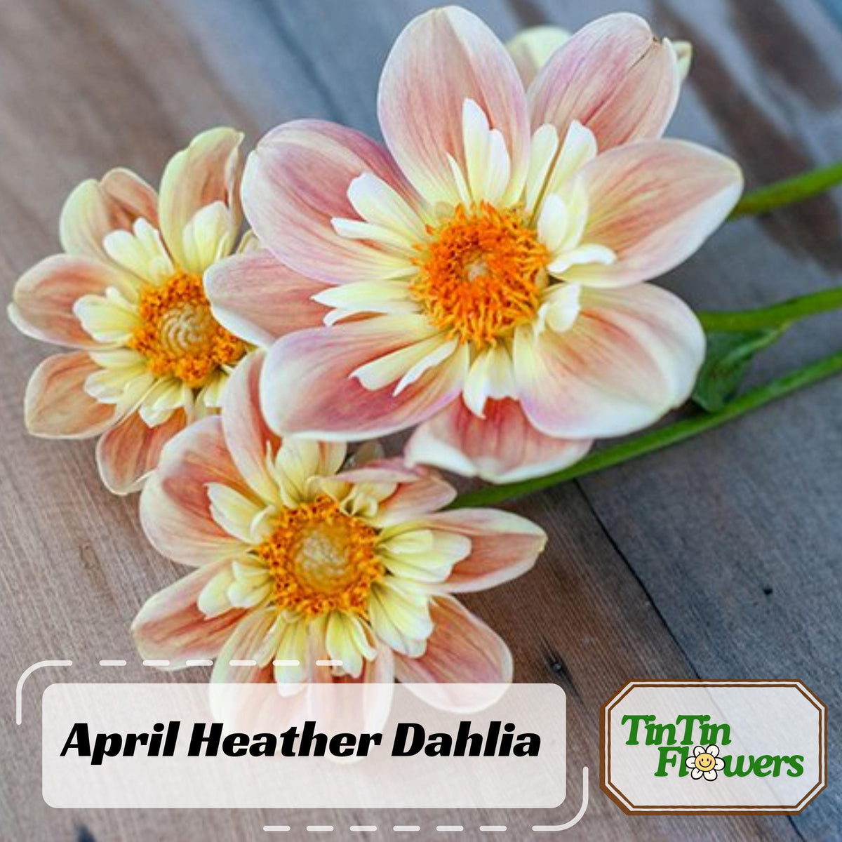 April Heather Dahlia seeds