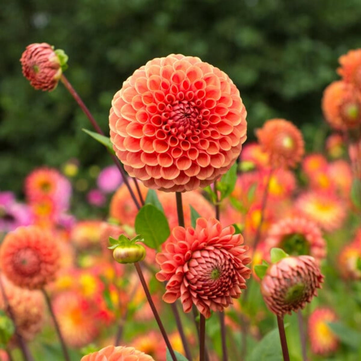 Cornell Bronze Dahlia seeds
