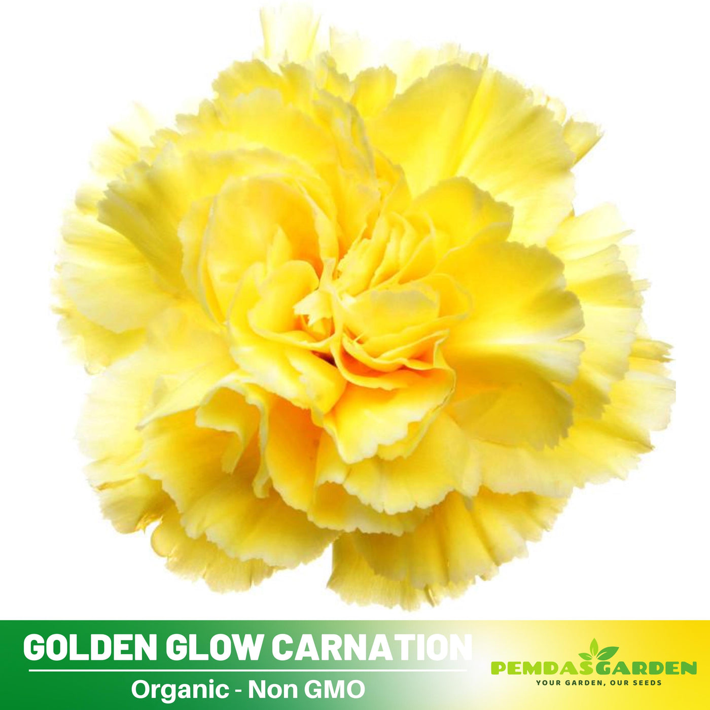 golden glow flower seeds 30 Golden Glow Carnations -Dianthus Seeds - Authentic
