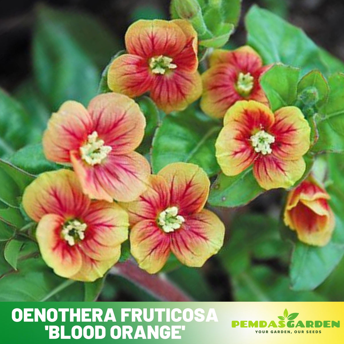 sundrop flower seeds 30 Oenothera Fruticosa 'Blood Orange' seeds - suncups - sundrops - Evening Primrose Seeds- Herb