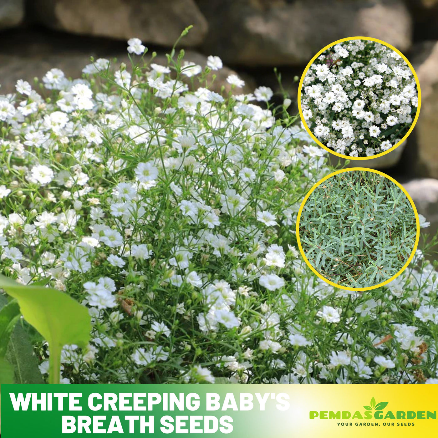 planting baby's breath seeds 30s| White Creeping Baby's Breath Seeds