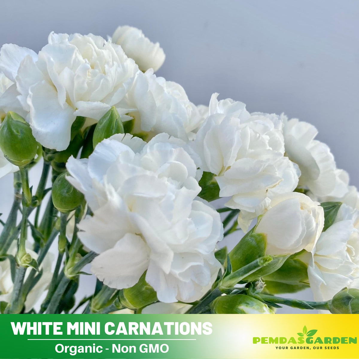 white flower seed mix 30 White Mini Carnations - Dianthus Seeds - Authentic