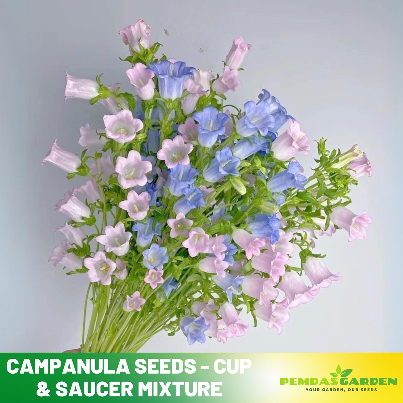 cup and saucer flower seeds 20s| Campanula Seeds