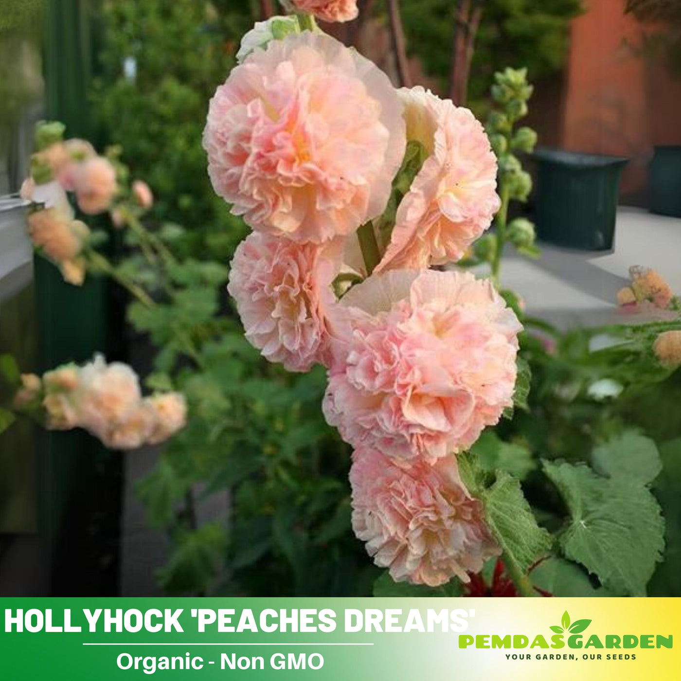 garden of dreams seeds 20 Peaches 'n' Dreams Hollyhock