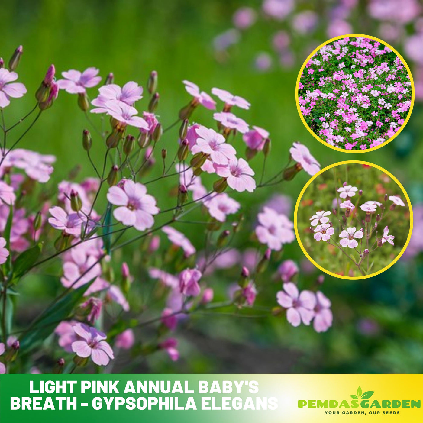 pink lady flower seeds 30s| Light Pink Annual Baby's Breath Seeds