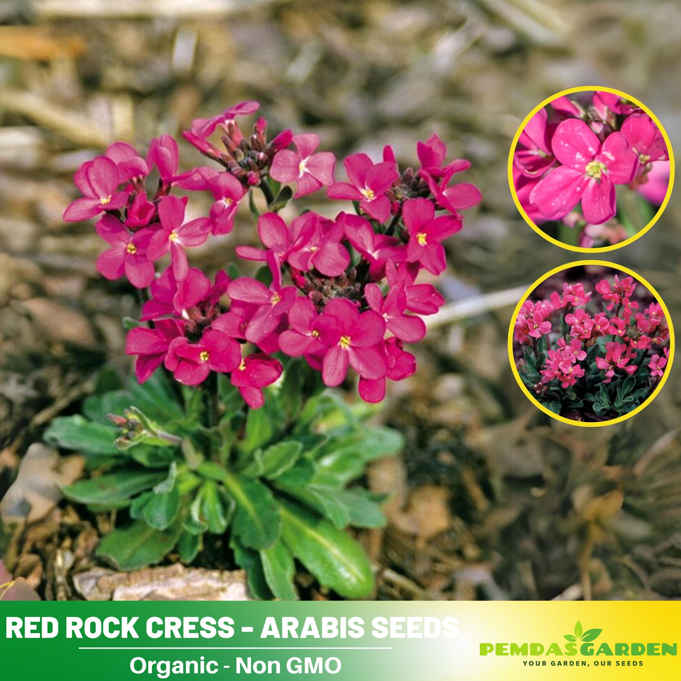 rock cress flower seeds 30s| Red Rock Cress Seeds – Heirloom, Non-GMO, Early Blooming Perennia – PEMDASGARDEN