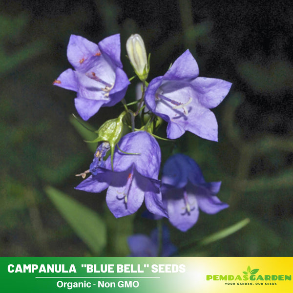 blue bell flower seeds 20s| Blue Bell Campanula Seeds – Heirloom, Non-GMO, Easy to Grow Peren –  PEMDASGARDEN