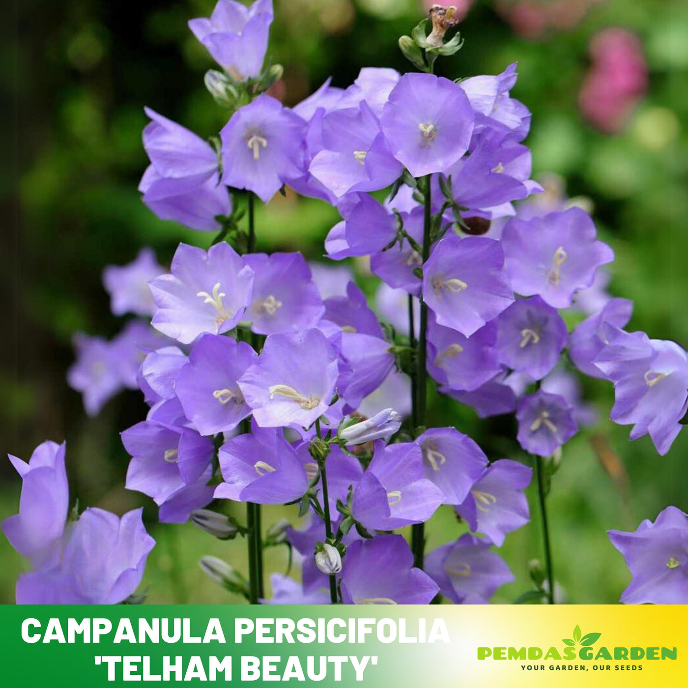 campanula flower seeds 20s| Campanula Persicifolia 'Telham Beauty' - Authentic Seeds