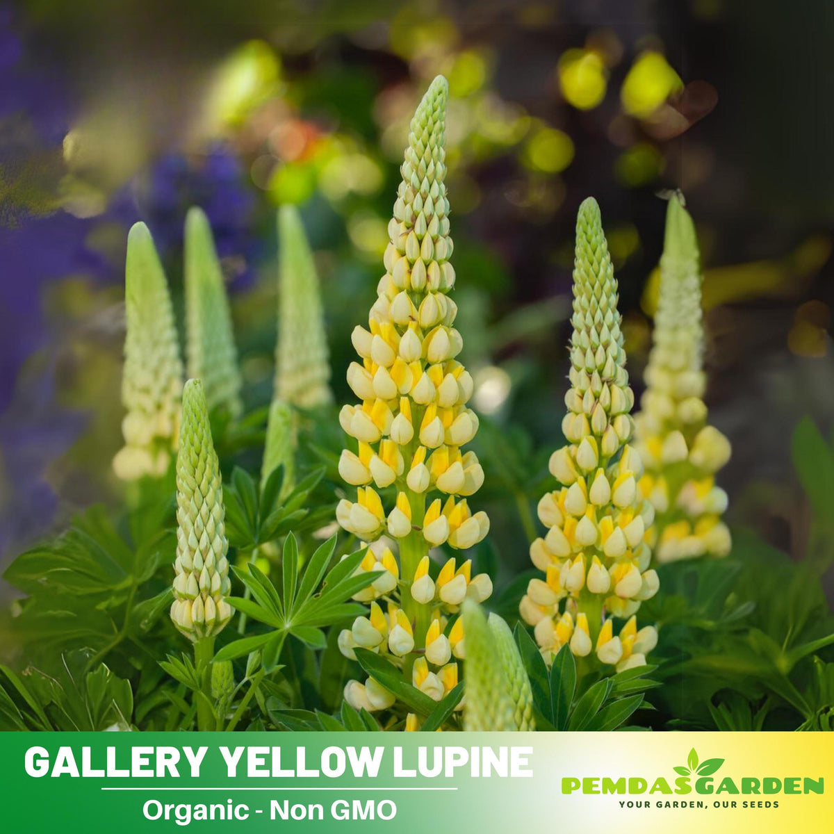 lupine seeds from plant Gallery Yellow Lupine Seeds - -Lupine Seeds - bluebonnet