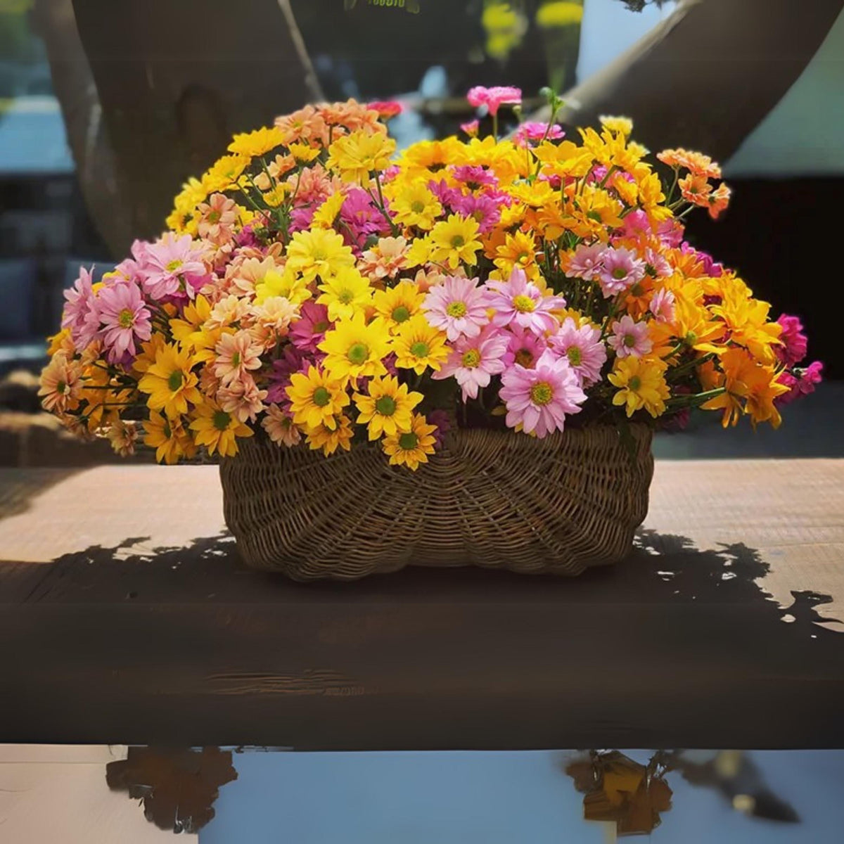 s Chrysanthemum Seeds Mix seeds