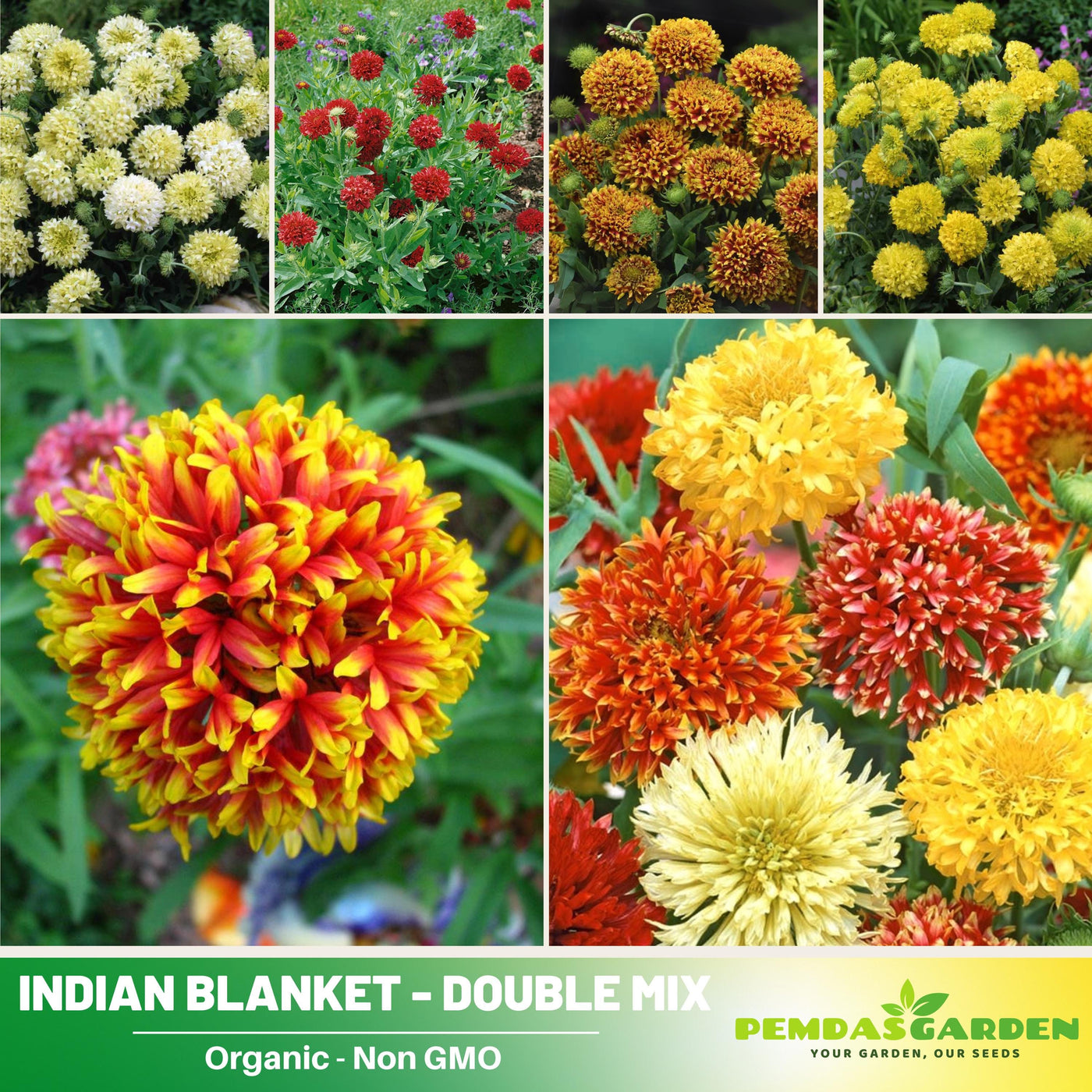plant blanket flower seeds 20s| Indian Blanket Seeds