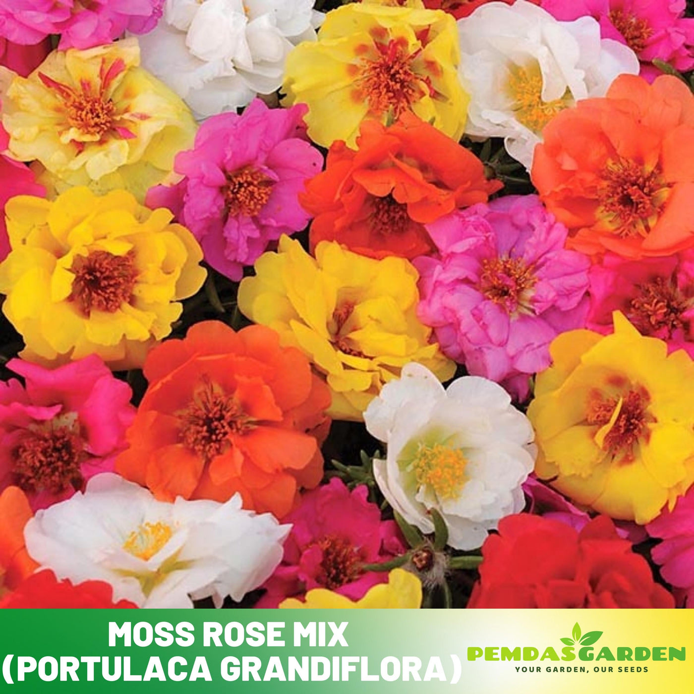 mix moss rose seeds 30 Moss Rose (Portulaca Grandiflora Mix) seeds- Purslanes Seeds