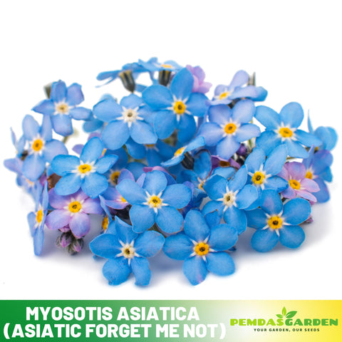 https://i.etsystatic.com/36812482/r/il/45860c/6099361843/il_fullxfull.6099361843_b7i1.jpg