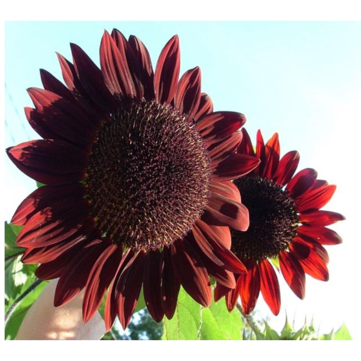 Moulin Rouge Sunflower Seeds-Helianthus annuus seeds