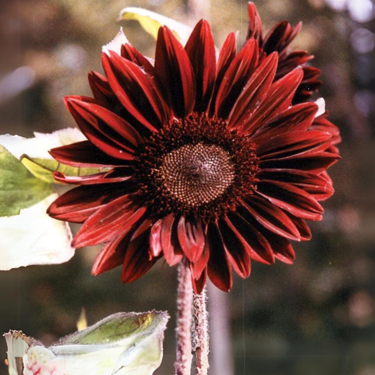 Moulin Rouge Hybrid Sunflower seeds