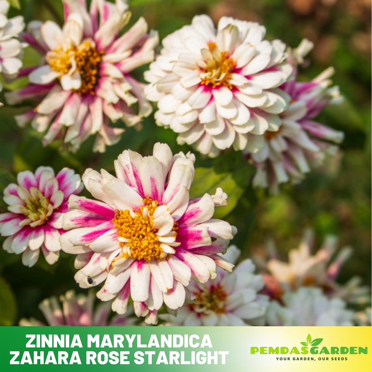 zinnia zahara rose starlight seeds 30 Zinnia marylandica Zahara Rose Starlight Seeds - Authentic - Open-Pollinated - Organic - Heirloom - Flower Seeds - Mix Seeds to Plant