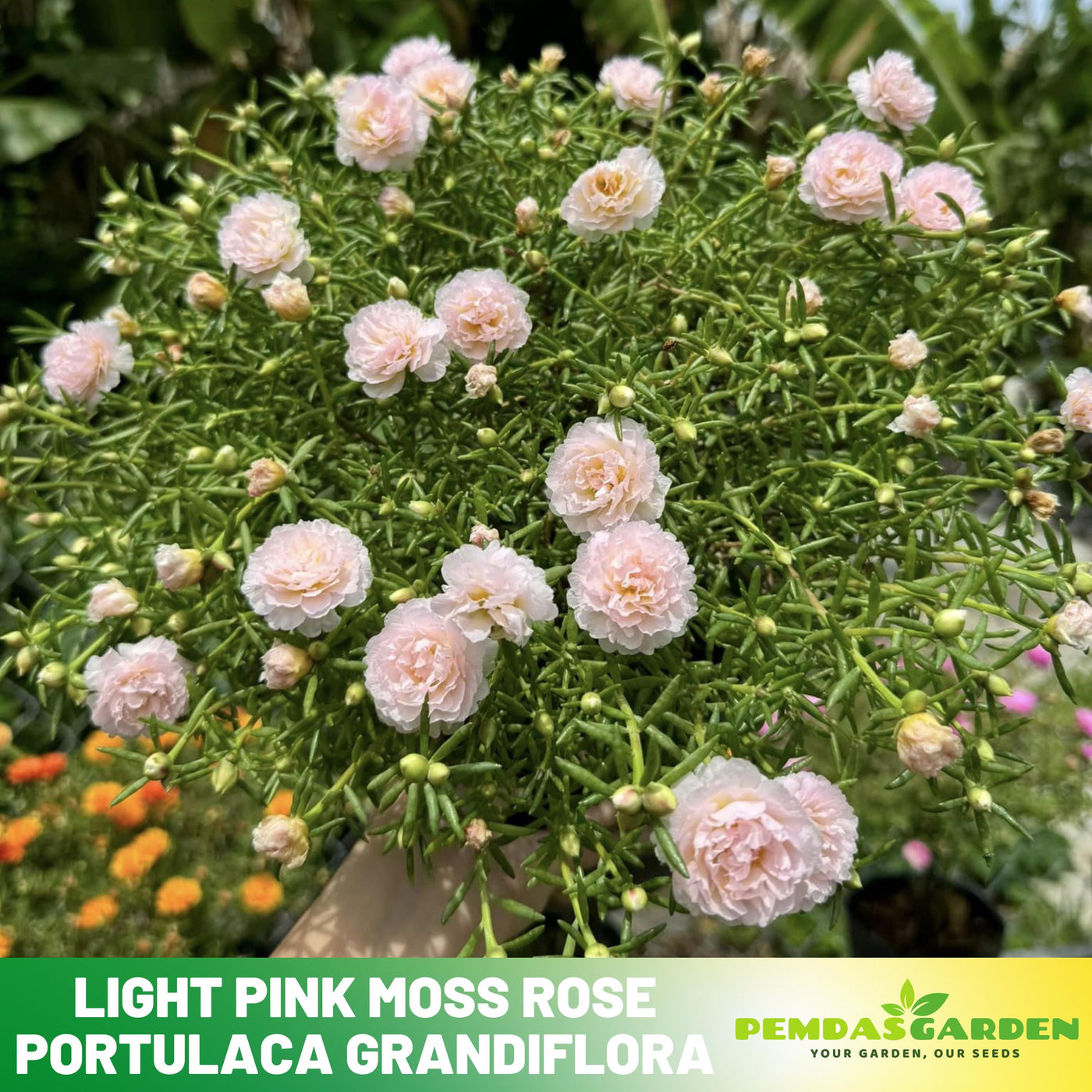 rose moss seed 30 Golden Herb Purslane seeds - Portulaca Seed - Moss Rose Seeds