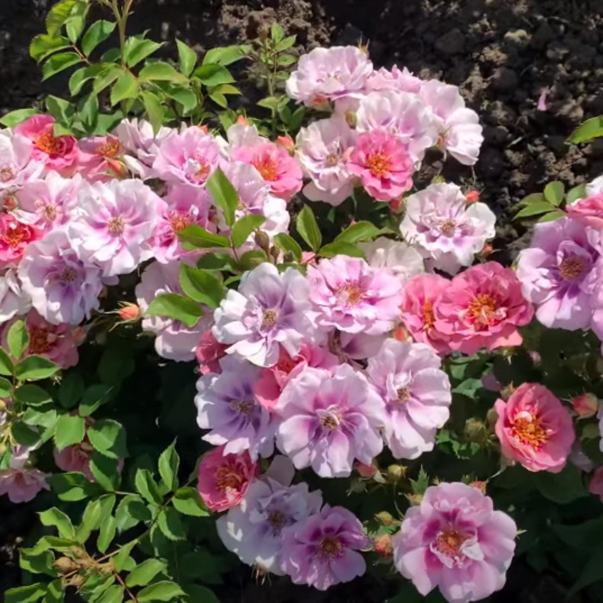 Easy On The Eyes Rose seeds