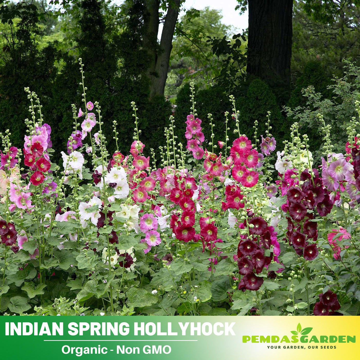 planting hollyhock seeds in spring 20 Indian Spring Common Hollyhock Seeds (Alcea rosea) – Heirloom, Non- – PEMDASGARDEN