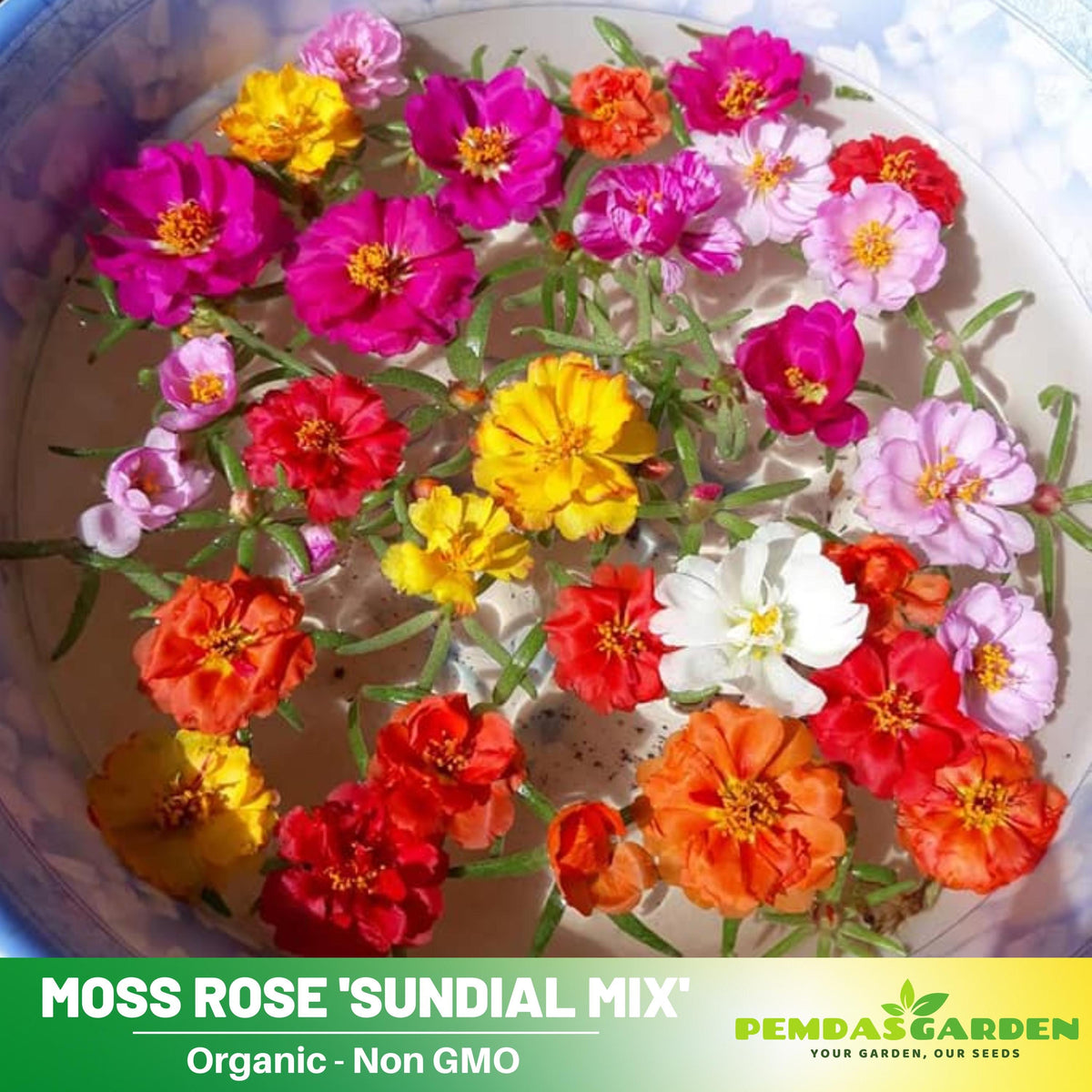 mix moss rose seeds 30 Portulaca 'Sundial Mix' seeds - Moss Rose Seeds - Purslanes Seeds