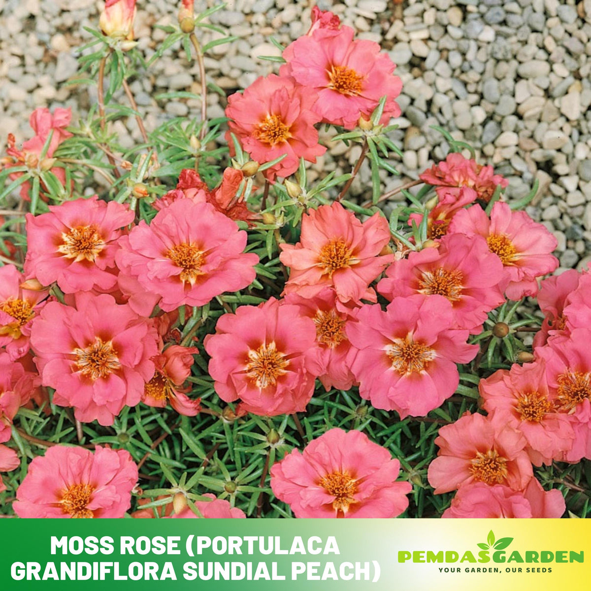 moss rose seeds 30 Moss Rose (Portulaca Grandiflora Sundial Peach) seeds- Purslanes Se – PEMDASGARDEN