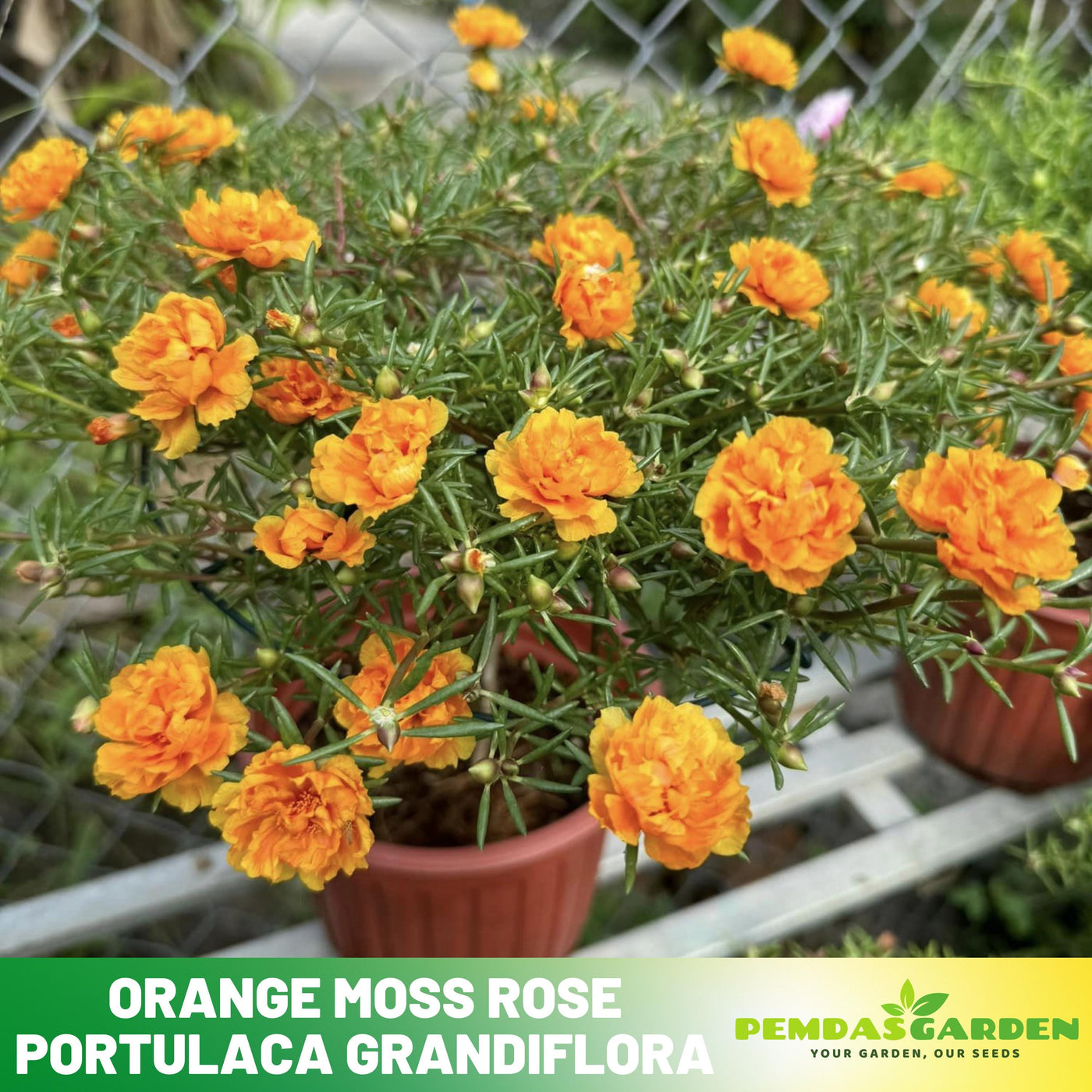moss rose portulaca seeds 30 Orange Moss Rose Portulaca grandiflora seeds - Purslanes Seeds - Heirloom - Colorful - Drought Tolerant
