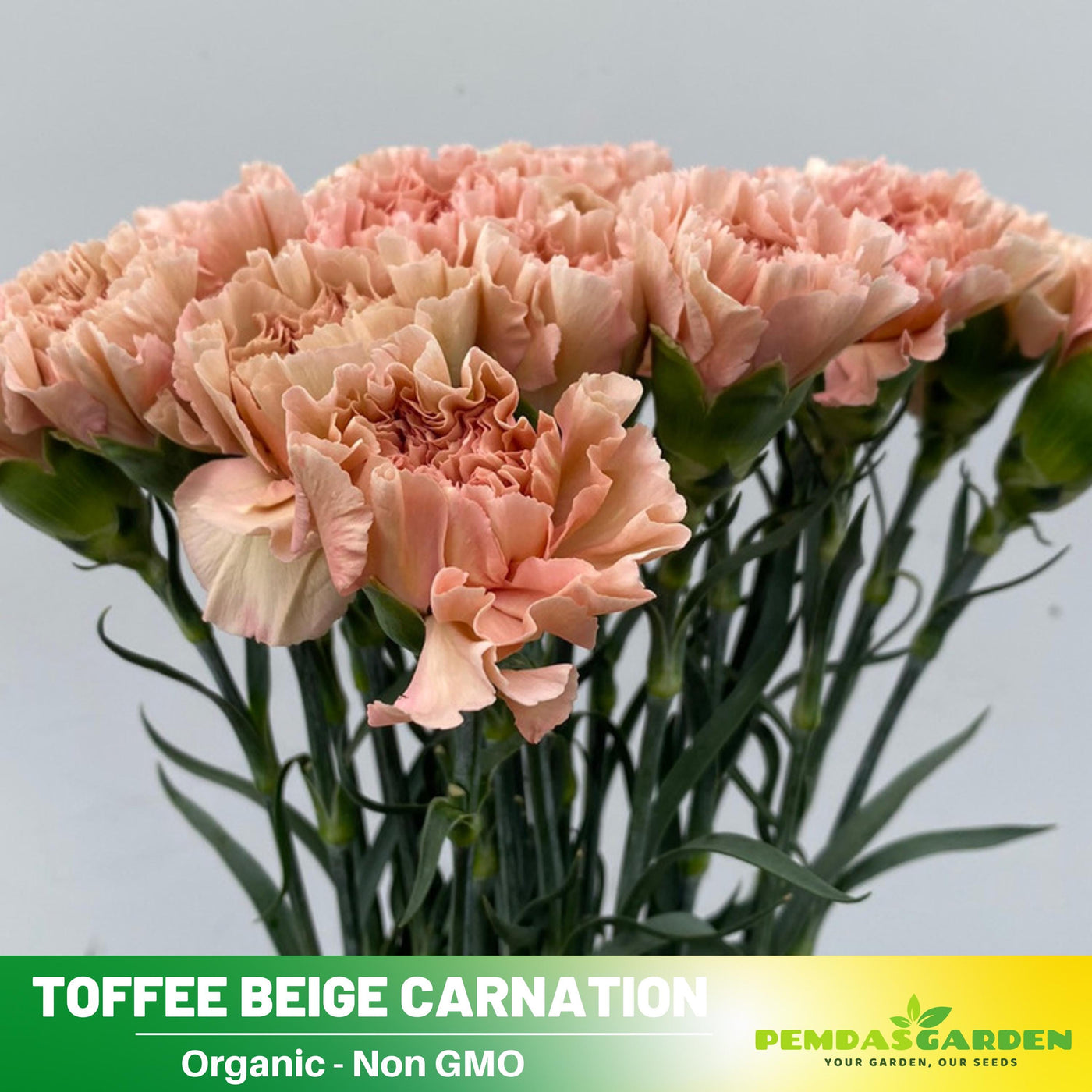 planting carnation seeds 30 Toffee Beige Carnations - Dianthus Seeds - Authentic