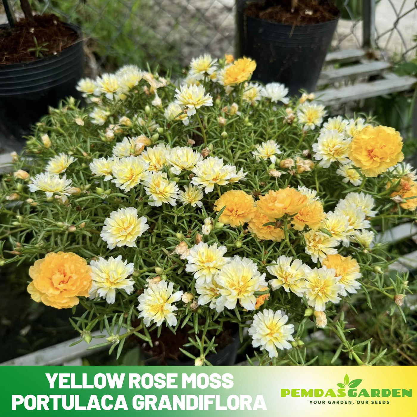 moss rose seeds 30 Yellow Rose Moss Portulaca grandiflora Seeds - Moss Rose Seeds
