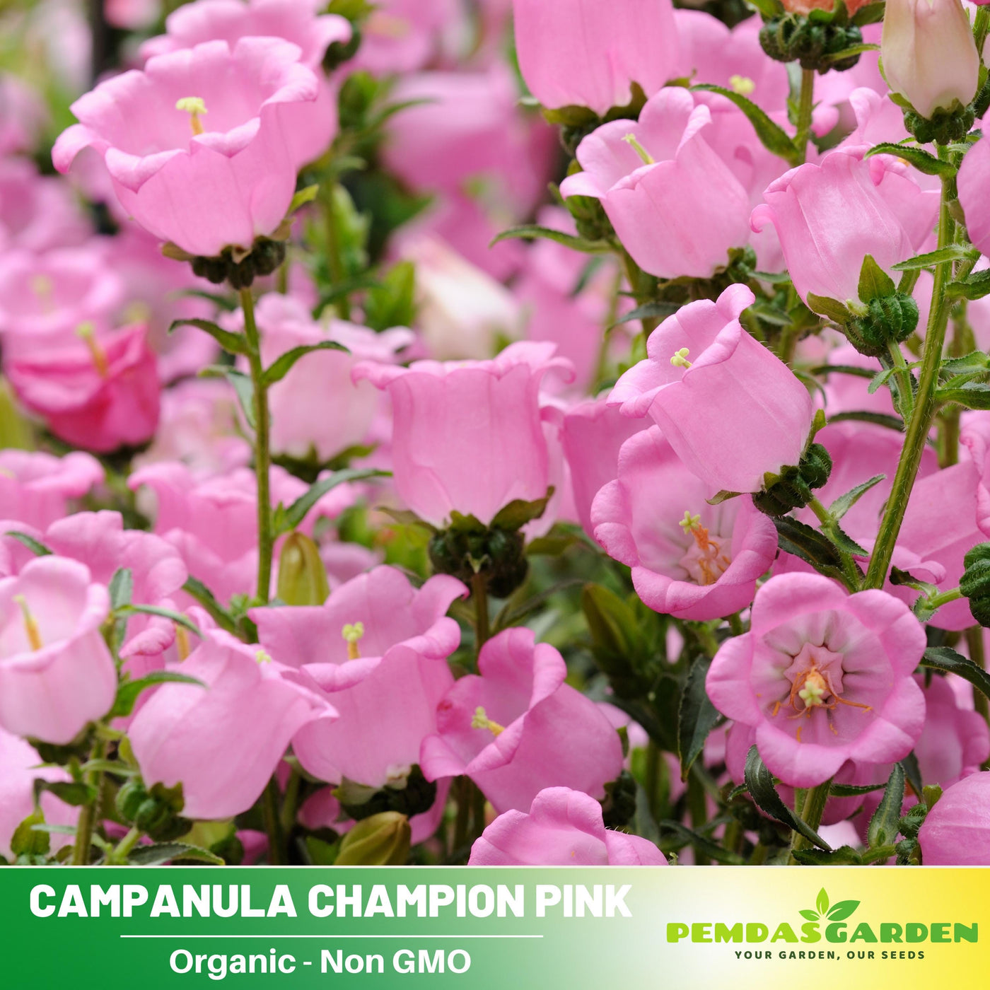 the champion flower seeds 20s| Campanula Medium Champion Pink Seeds- Canterbury Bells – Heirloom – PEMDASGARDEN