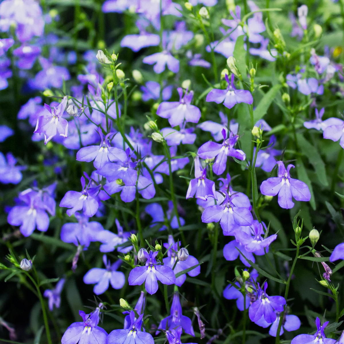 Sapphire Blue Lobelia erinus Seeds-Flowering seeds