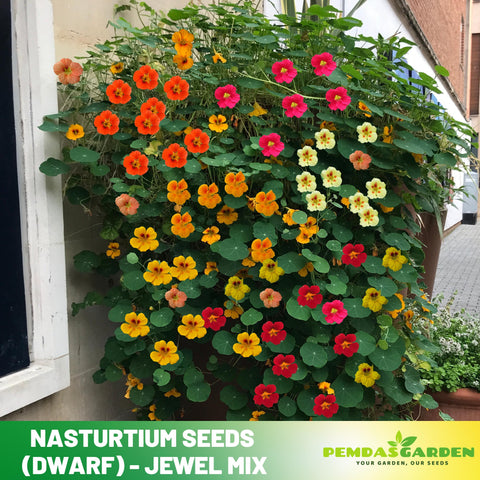 nasturtium seed planting depth 10+ Seeds| Nasturtium (Dwarf) -Jewel Mix Seeds - Fast Growing