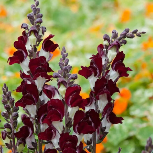 Snapdragon Night and Day seeds