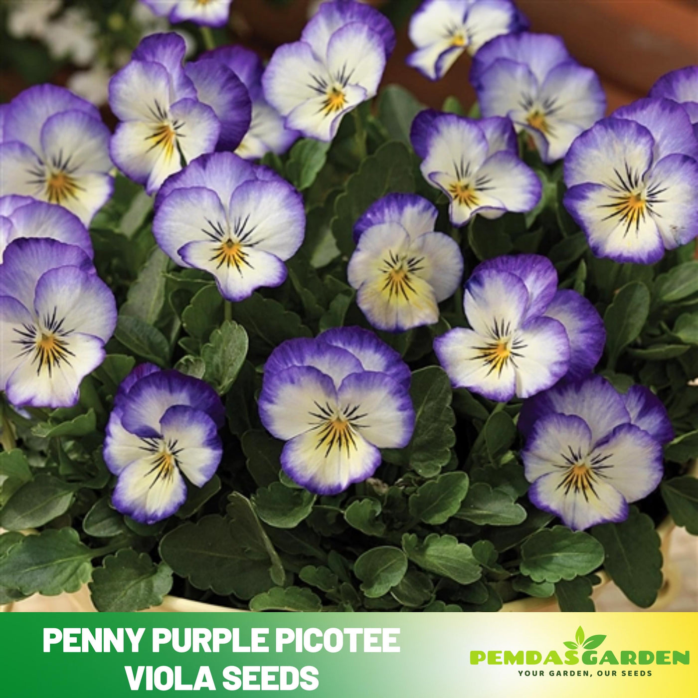 plant viola seeds Penny Purple Picotee Viola