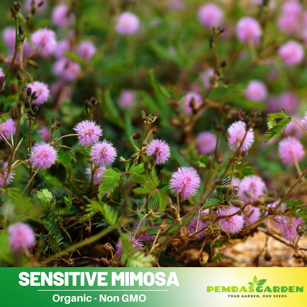 air purifying plants seeds 25+ Seeds| Sensitive Mimosa Seeds - Air Purifying- Flowering -Fast Growing - Potted -Evergreen - Plant in Spring or year-round indoors