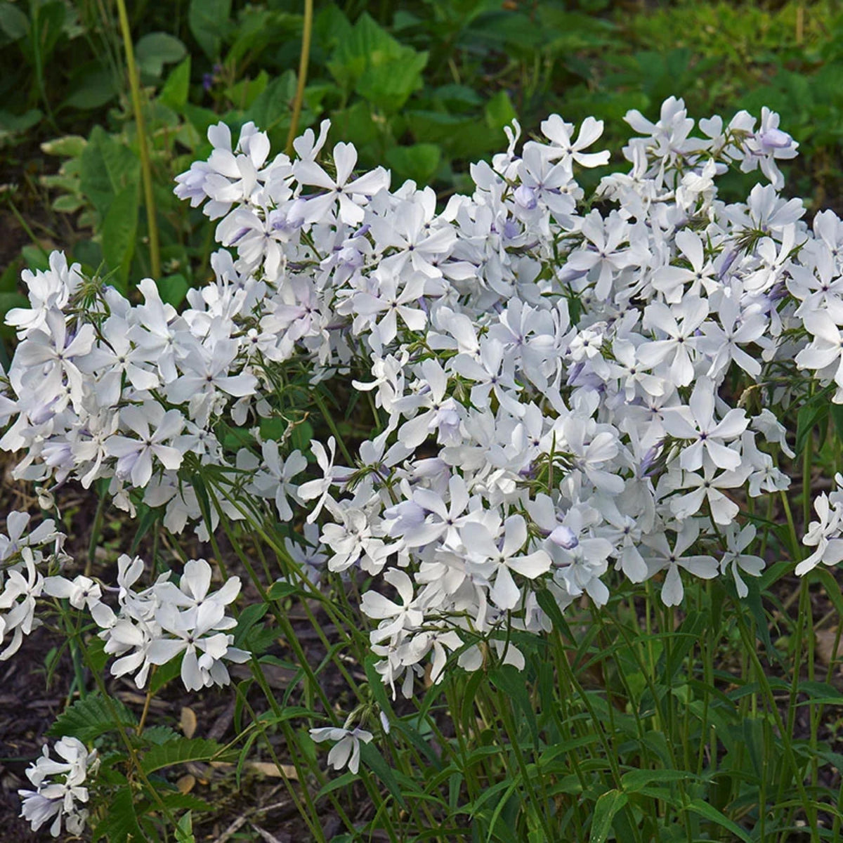 May Breeze Woodland Phlox seeds