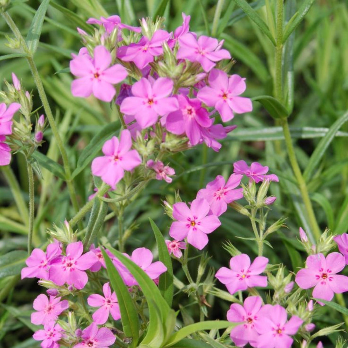 Drummond's Pink Creeping Phlox seeds