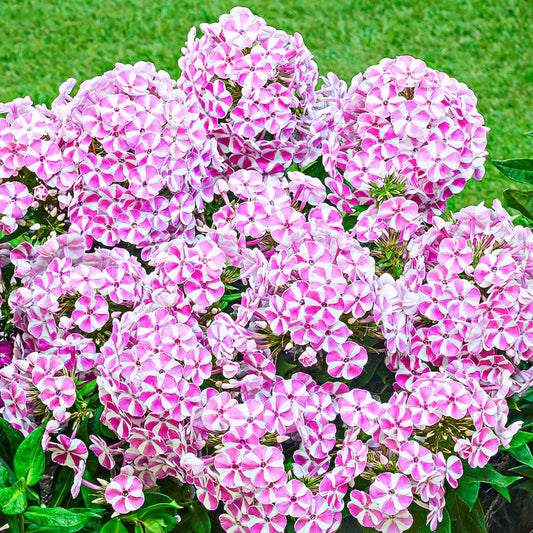Pink Bambini Candy Crush Phlox seeds
