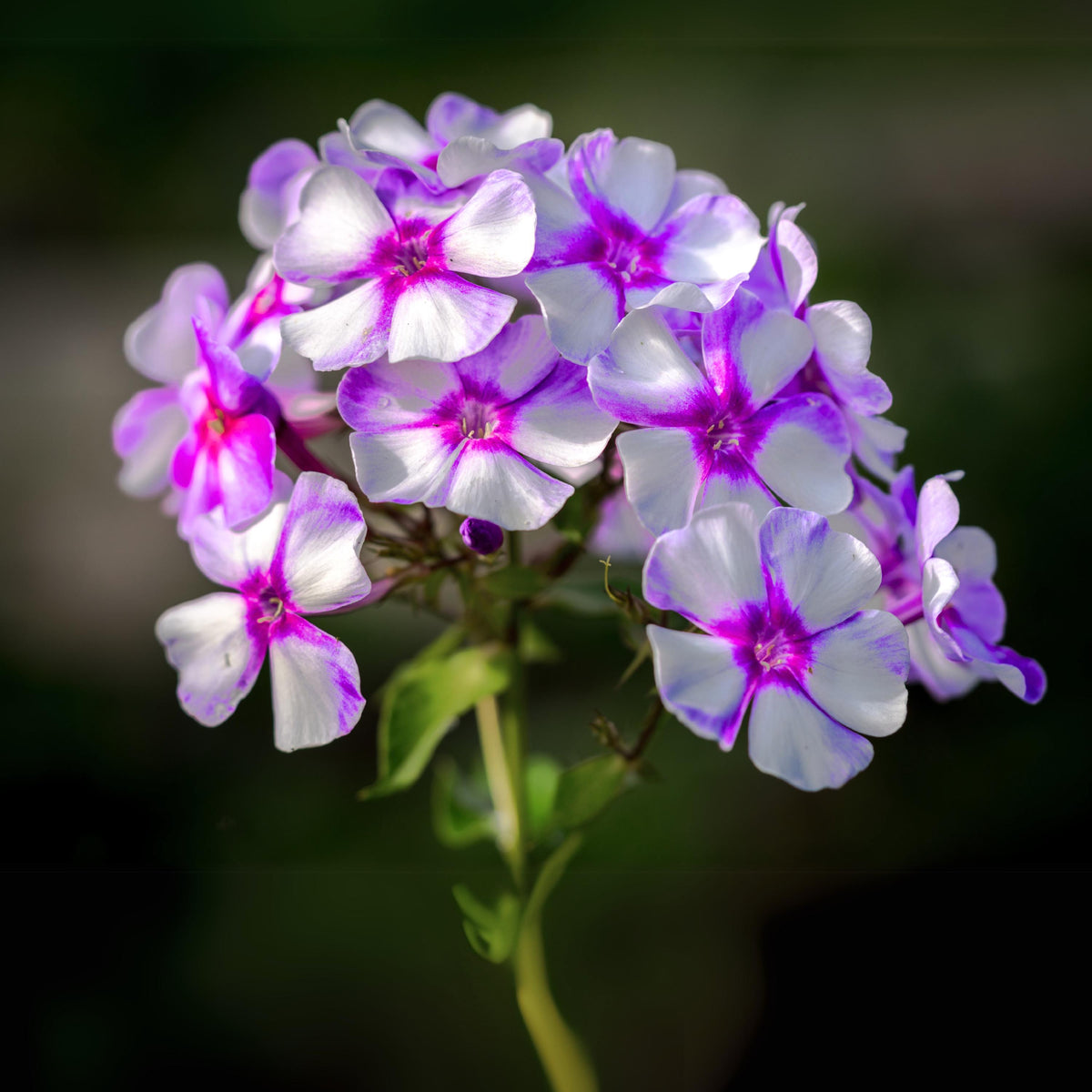 Purple 'Laura' Gaden Phlox seeds