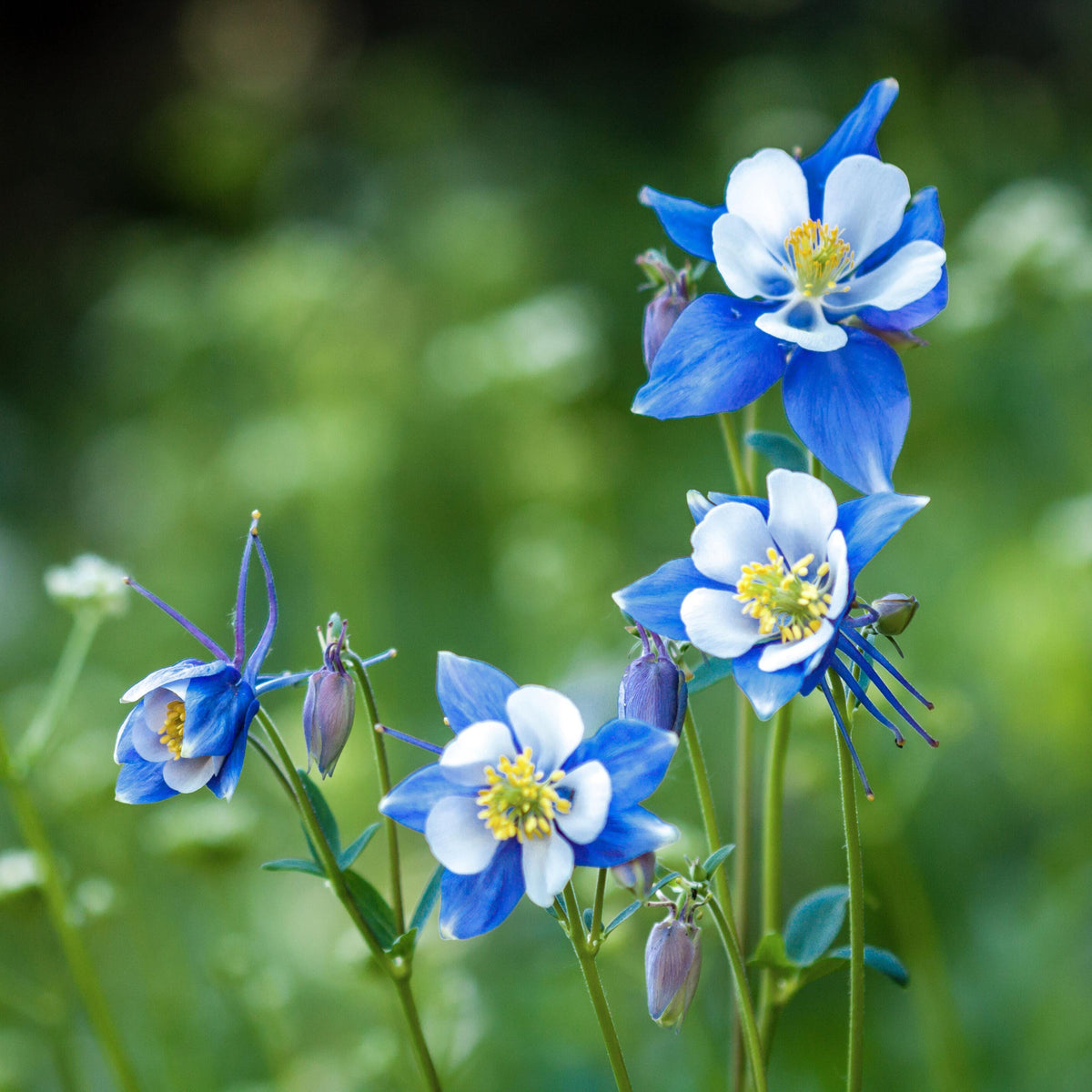 Blue Rocky Mountain Columbine seeds