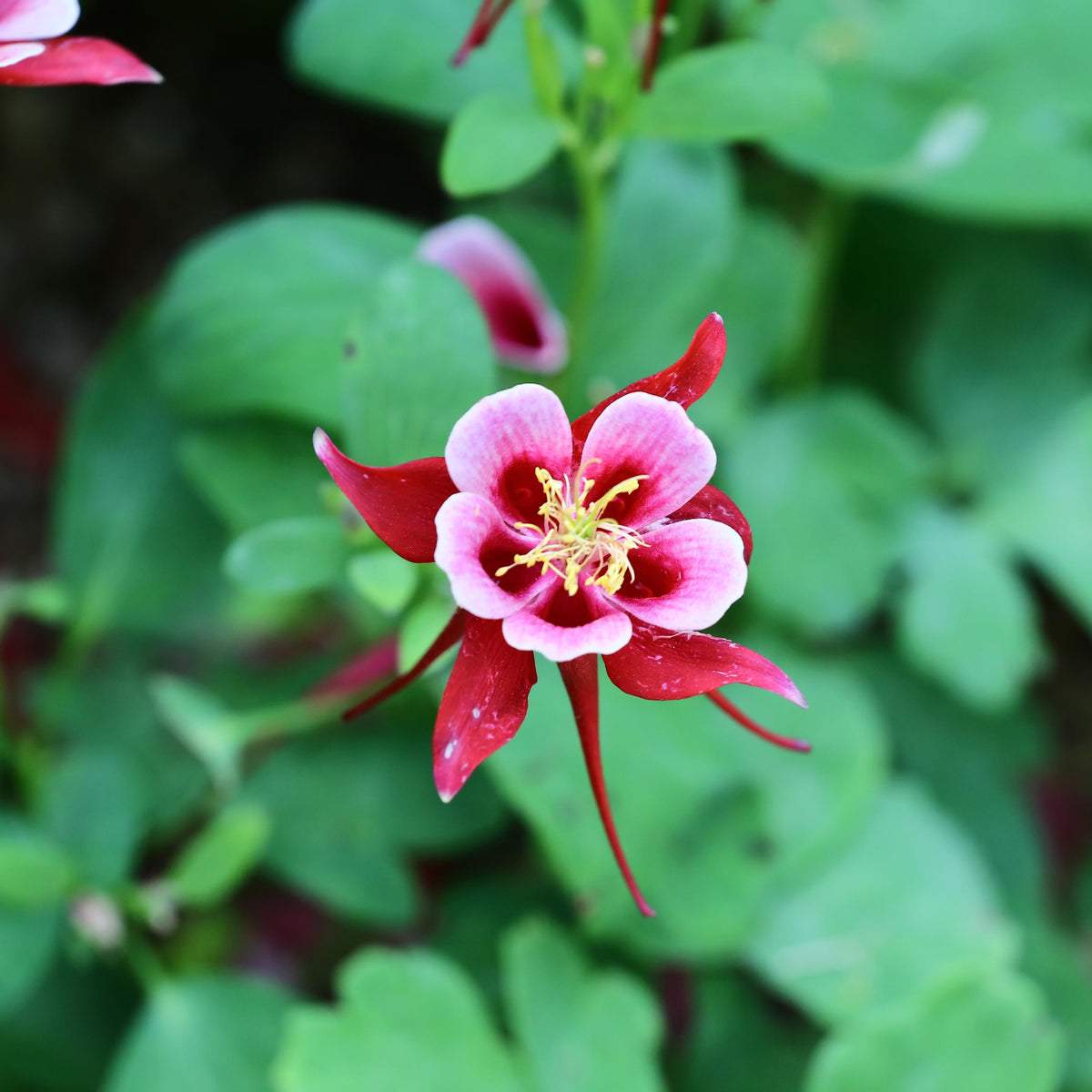 Crimson Star Columbine seeds